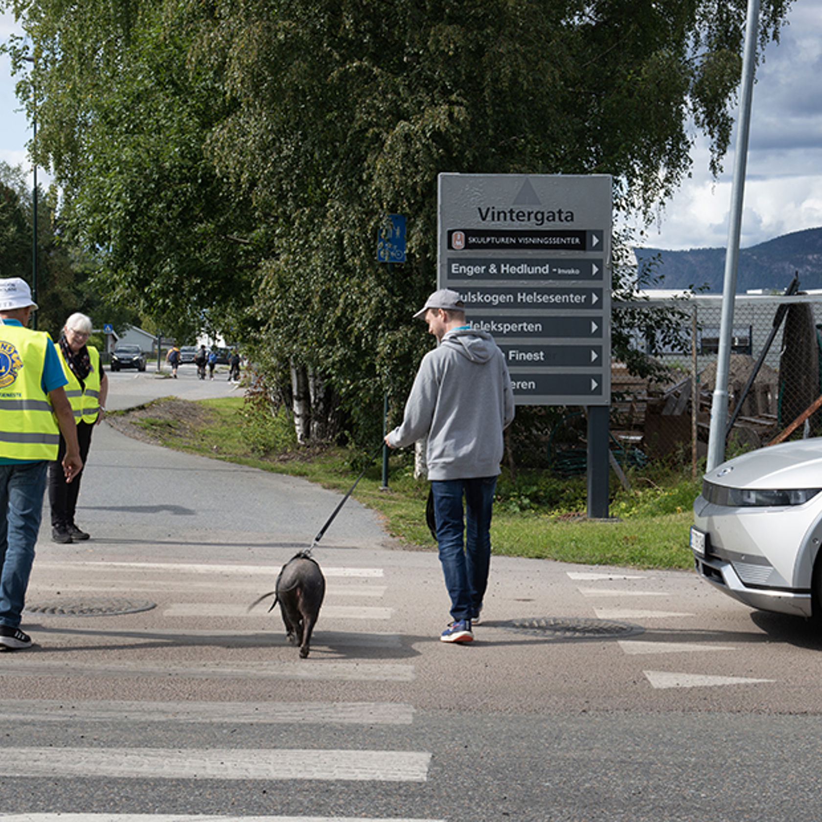 Trafikkvakt hjelper mann med gris i bånd å krysse gata