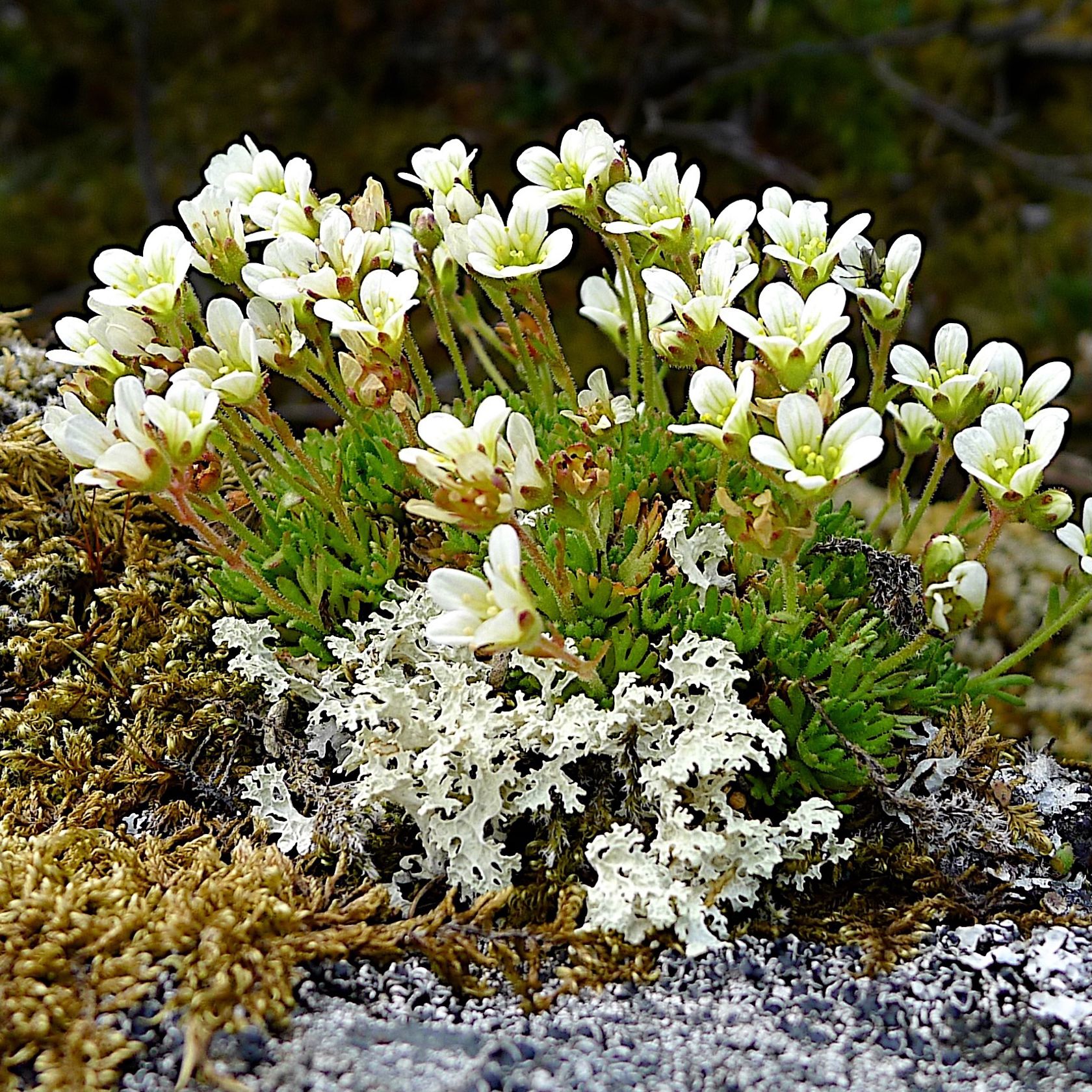 Bukett hvite fjellblomster